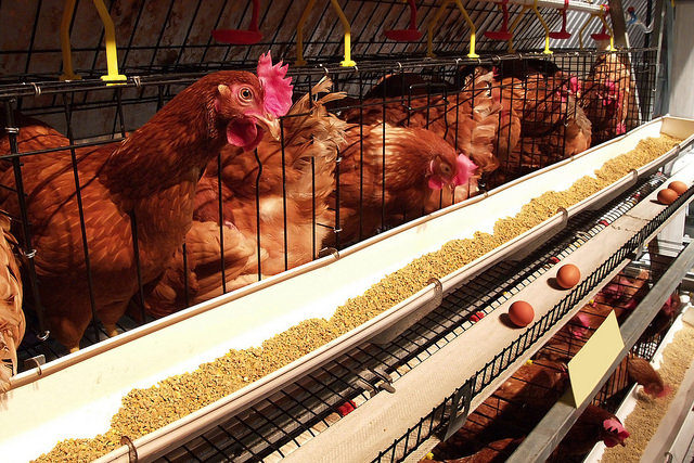 How the Canadian Laying Hen Housing Landscape is Changing – and Why