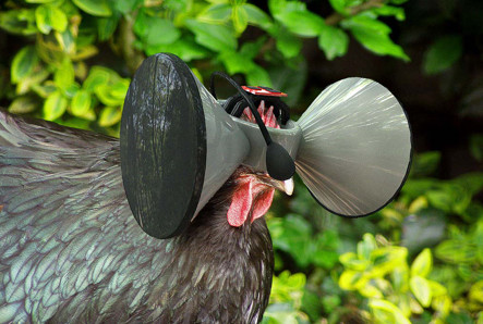a chicken wearing a virtual reality device on its head