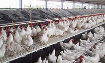 Floor housing for broiler breeders