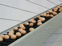 Vencobelt: egg conveyor