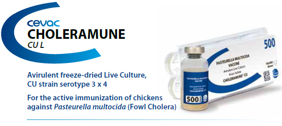 CHOLERAMUNE® CU - For the active immunization of chickens against Pasteurella multocida from CEVA SANTE ANIMALE