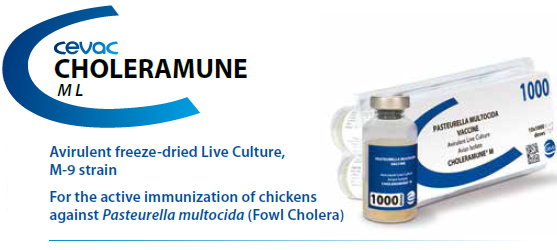 CHOLERAMUNE® M - For the active immunization of chickens against Pasteurella multocida from CEVA SANTE ANIMALE