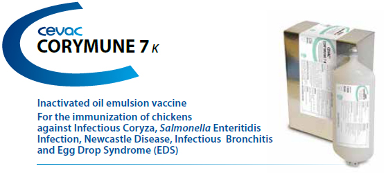 CEVA - CEVAC® CORYMUNE 7K For the immunisation of chickens against Infectious Coryza, Salmonella Enteritidis, Newcastle Disease, Infectious Bronchitis and Egg Drop Syndrome 76 from CEVA SANTE ANIMALE