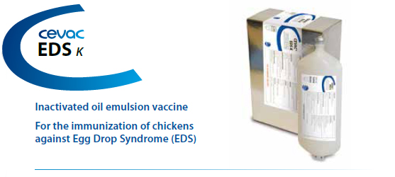 CEVAC® EDS K for the immunisation of chickens against Egg Drop Syndrome (EDS) from CEVA SANTE ANIMALE