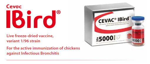 CEVAC® IBird: Live freeze-dried vaccine,
variant 1/96 strain. For the active immunization of chickens against Infectious Bronchitis