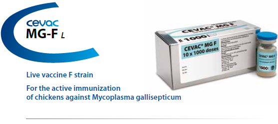 CEVAC® MG F - For active immunization of chickens against Mycoplasma gallisepticum from CEVA SANTE ANIMALE