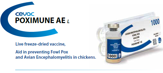 POXIMUNE® AE - Aid in preventing Fowl Pox and Avian Encephalomyelitis in chicken from CEVA SANTE ANIMALE