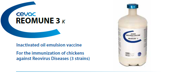 CEVA - REOMUNE® 3 For the immunisation of chickens against Newcastle Disease, Infectious Bronchitis and Egg Drop Syndrome from CEVA SANTE ANIMALE
