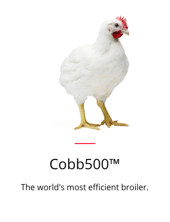 Cobb500