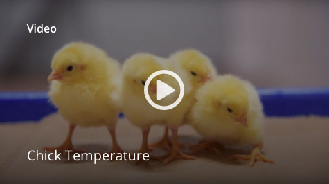 Chick temperature