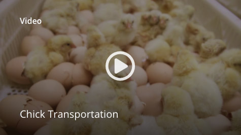 Chick transportation