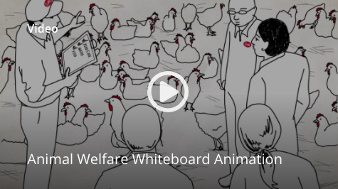 Animal Welfare Whiteboard Animation