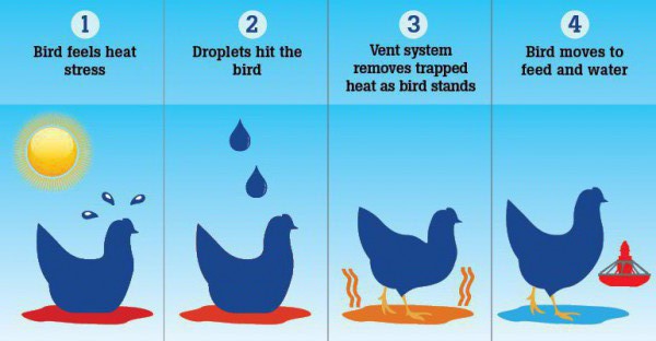 The sprinkler system encourages birds to stand during periods of high temperature, releasing trapped heat underneath their bodies while promoting adequate feed and water consumption.