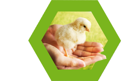 Nutriad Species - Poultry