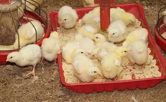 Sound Science - Early feeding, housing may affect broiler response to immune challenges - Issue 5
