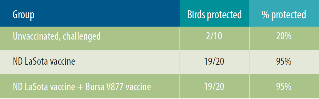 Discoveries - IBD V877 vaccine can break through maternal antibodies - Issue 5
