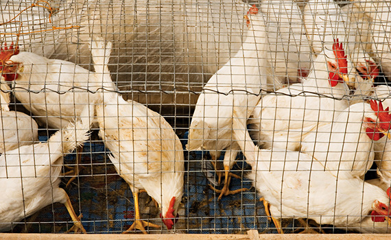 Sound Science - S. enteritidis shedding more frequent among hens in conventional cages - Issue 5