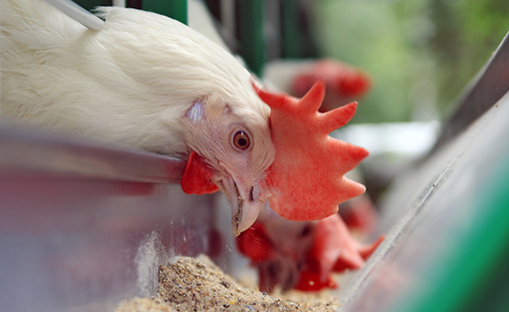 Sound Science - Hens in enriched colony system appear more stressed, flighty - Issue 5