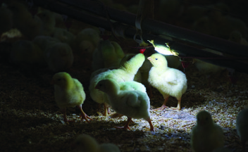 Poultry Health Today, Issue 6
