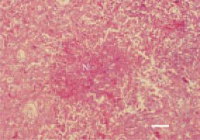 Fig. 1. Acute fowl cholera. Coagulative
areactive necrosis (N)
in the liver of a hen. Multiple
nuclear debris among the necrotic
tissue. H/E, Bar = 35 µm.