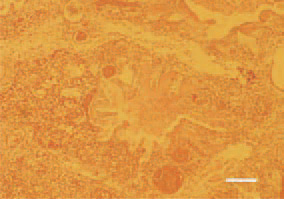 Fig. 1. Congestion and diffuse heterophilic
inflitration in the lung parenchyma.
The lumen of parabronchi
is filled with serous exudate. H/E, Bar
= 50 µm.