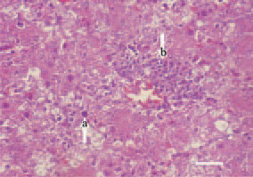 Fig. 4. Although very rarely, along the
liver intranuclear inclusion bodies (arrow
– a), perivascular mononuclear
proliferates (arrow – b) could also be
seen. H/E, Bar = 25 µm.