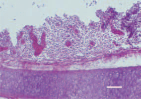 Fig. 1. Transverse cross-section, trachea.
A severe inflammatory cell infiltration,
resulting in thickened and
more dense mucosa. H/E, Bar = 70
µm.