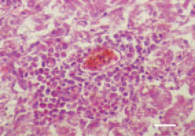 Fig. 3. Nephrotropic strains provoke a
severe interstitial nephritis. Perivascular
focal proliferation of lymphocytes
and plasmatic cells in the kidney. H/E,
Bar = 25 µm.