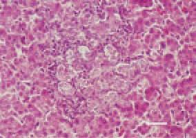 Fig. 25. Cholangioma, liver, hen. Well
differentiated structures resembling
biliary ducts. H/E, Bar = 35 µm.