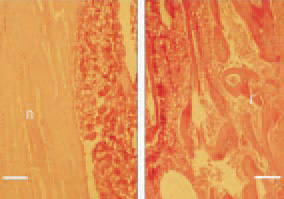 Fig. 4. In cases of prolonged calcium
deficiency, a removal of calcium from
the skeleton does occur. Consequently,
thinning of cortices of long bones is
resulting. Longitudinal cross-section,
femurs, 40-day-old broiler chickens.
Left: normal thickness of the bone
wall (n). Right: extreme thinning of
the cortex (r) due to demineralization
in a broiler chicken. H/E, Bar =
50 µm.