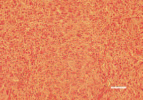 Fig. 6. Degenerative necrobiotic lesions
of the liver. H/E, Bar = 50 µm.