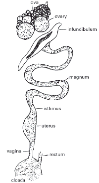 Figure 1: Reproductive organs of the hen