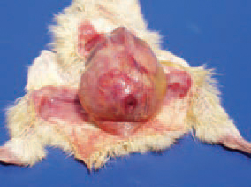 1. Omphalitis (navel infection). It is characterized with reddening and tissue oedema in the umbilical region.