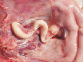 Salpingitis (inflammation of the oviduct). Salpingites due to E. coli infections could be also observed in growing birds. The oviduct is dilated, with thinned wall and filled with caseous exudate all along its length.