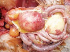 (inflamation of the ovary) consequently to a salpingitis due to ascendant E. coli infection.