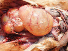 Cystic degeneration of ovarian follicles following an E. coli opphoritis.