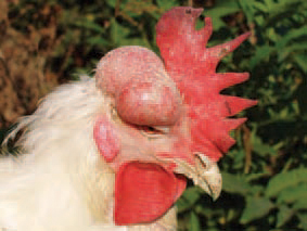 In some cases with adult birds, in the region of the head, subcutaneous masses of thick serofibrinous exudate resulting from a local E. coli infection could be detected.
