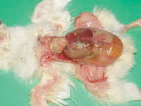 . Neonatal E. coli septicaemia.
Chickens in the first 24 - 48 h after hatching are affected. The death rate during the first ten days is higher and could reach 5 - 6%. The yolk sac is unabsorbed. The spleen is enlarged. Some days later, the typical serofibrinous polyserositis lesions, affecting the peritoneum, the pericardium, the air sacs and the liver capsule are manifested.

