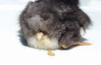 Pullorum disease is an acute systemic disease in chickens and turkey poults. The infection is trans-mitted with eggs and is commonly characterized by a white diarrhoea and high death rate, whereas adult birds are asymptomatic earners. The morbidity and the mortality rates increase about the 7th - 10th day after hatching. The affected chickens appear somnolent, depressed and their growth is retarded. The feathers around the vent in many chickens is stained with diarrhoeic faeces or pasted with dry faeces.