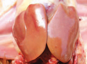 Sometimes, greyish-whitish milliary necroses are found out in the liver. S. pullorum is transmitted by infected eggs of layer hens that are carriers. Many hatched infected chickens spread the microorganism by a horizontal route to other birds via the gastrointestinal and the urinary tracts. Adult carrier birds also spread the agent through their excreta.