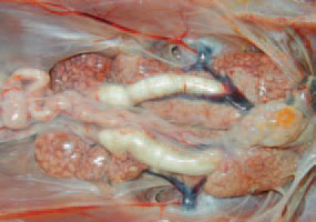  Ureters are often filled with urates. For confirmation of the diagnosis, 5. pullorum should be isolated and typed. Pullorum disease must be differentiated from other salmonelloses, E. coli infections, Aspergillus that produces similar pulmonary lesions. Staphylococcus aureus, causing arthrites etc. Sometimes, the pulmonary nodes resemble the tumours in Marek's disease.