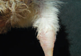The oedema of tibiotarsal joints is a frequent associated sign. Pullorum disease is widely distributed among all age groups of chickens and turkeys. The highest losses are in birds under the age of 4 weeks.