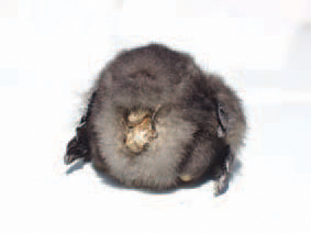 36, 37. Pullorum disease is an acute systemic disease in chickens and turkey poults. The infection is trans-mitted with eggs and is commonly characterized by a white diarrhoea and high death rate, whereas adult birds are asymptomatic earners. The morbidity and the mortality rates increase about the 7th - 10th day after hatching. The affected chickens appear somnolent, depressed and their growth is retarded. The feathers around the vent in many chickens is stained with diarrhoeic faeces or pasted with dry faeces.
