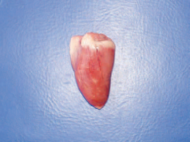 Acute fowl typhoid.
More rarely, myocardial necroses due to Salmonella toxins are detected. The transmission of the infection by contaminated eggs is especially important. Moreover, the transmission of 5. gallinarum occurs mainly among growing or productive flocks and the death rate among adult birds is higher.
