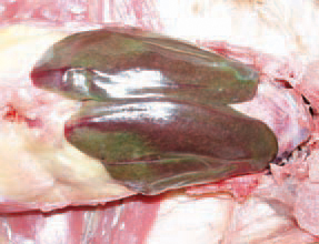 Acute fowl typhoid.
The outbreaks usually begin with a sharp decline in forage consumption and egg production. The fertilization and hatchability rates are considerably reduced. Diarrhoea appears. The death rate in acute fowl typhoid is high and varies between 10% and 90%. About 1/3 of chickens hatched from eggs from typhoid-infected flocks die. A characteristic lesion for acute fowl typhoid in adult birds is the enlarged and bronze greenish tint of liver.
