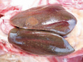 Acute fowl typhoid.
In other cases, the size of liver necroses varies from milliary to spots with a diameter of 1 - 2 cm. Unlike pullorum disease, fowl typhoid is lasting for months.
