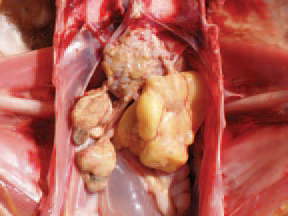 Chronic fowl typhoid.
The lesions are primarily in the gonads. The ovaries are affected by inflammatory and degenerative changes.
