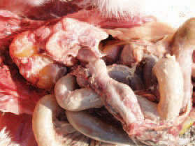 Chronic fowl typhoid.
Sometimes, the going out of yolk from degenerated follicles results in fibrinous adhesive peritonitis. Taking into consideration that chemotherapy does not eliminate the carriership, the treatment of poultry infected with fowl typhoid or pullorum disease is not justified and is never recommended.
