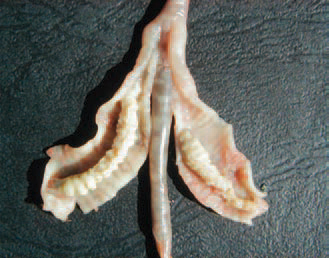 The inflammatory fibrinous exudate in caeca often forms casts with the shape of mucosal folds. The aetiological agents are about 10 - 15 Salmonella serotypes and the most common isolates are S. Enteritidis and 5. Typhimurium. Most fowl paratyphoid organisms contain an endotoxin, responsible for their pathogenic effects.