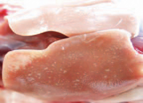  Sometimes, necrotic foci in the liver are discovered. The infection of small chickens occurs by penetration of microorganisms into the egg after faecal contamination. The transmission of agents could be done also by a contaminated source of animal protein (meat and bone meal etc.). The rodents are a significant reservoir of paratyphoid microorganisms. The treatment inhibits but does not eradicate the infection. The appropriate treatment minimizes the death rate until the birds develop immunity.